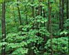 woods001.jpg