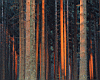 woods_01.jpg