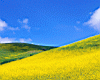 yellow_fields.jpg