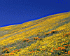 yellow_fields_2.jpg