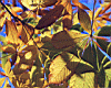 leaves002.jpg