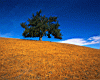 lone_tree2.jpg