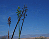 ocotillo.jpg