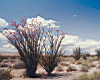 ocotillo_cactus.jpg