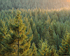 pine003.jpg