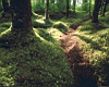 rainforest_path.jpg