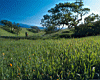 santa_ynez_field.jpg