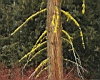 tree_moss001.jpg