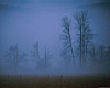 trees002.jpg