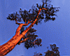 trees002_2.jpg