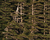 trees003.jpg