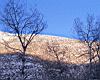 trees006_2.jpg